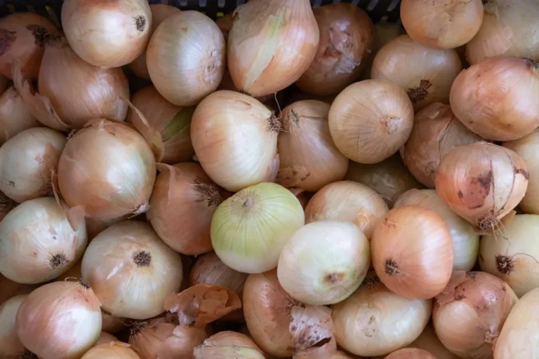 How No Onions Extra Pickles Can Turn mollygram.com Into a More Useful Search Guide