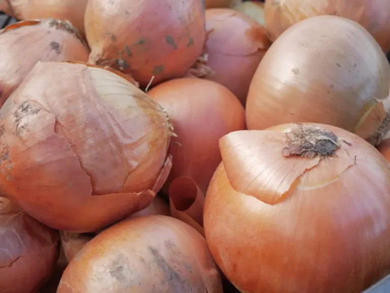 How No Onions Extra Pickles Can Turn octetnews.com Into a More Useful Search Guide