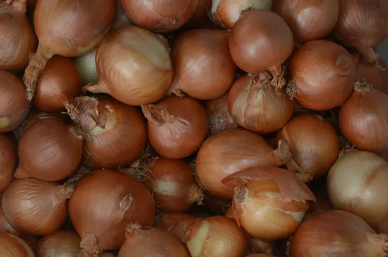 How No Onions Extra Pickles Can Turn updatearticle.com Into a More Useful Search Guide