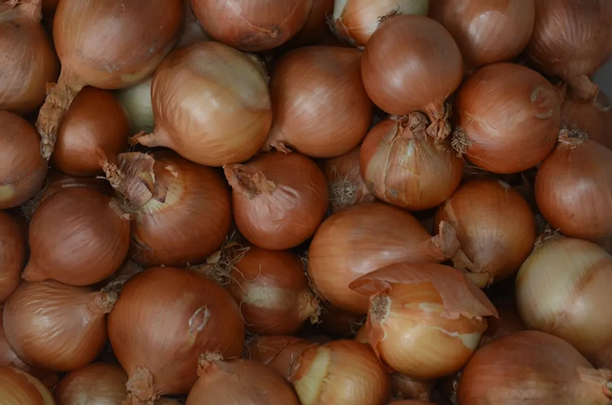 How No Onions Extra Pickles Can Turn updatearticle.com Into a More Useful Search Guide
