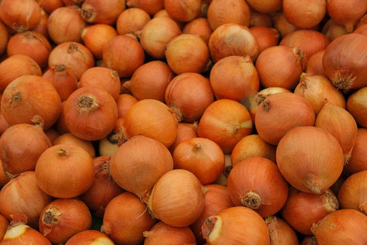 How No Onions Extra Pickles Readers Might Understand the Growing Interest in Bronwin Aurora